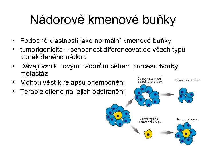 Nádorové kmenové buňky • Podobné vlastnosti jako normální kmenové buňky • tumorigenicita – schopnost