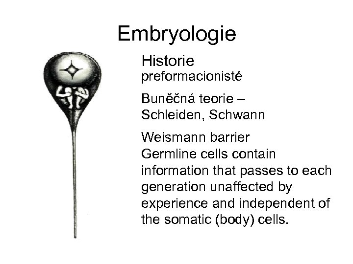 Embryologie Historie preformacionisté Buněčná teorie – Schleiden, Schwann Weismann barrier Germline cells contain information