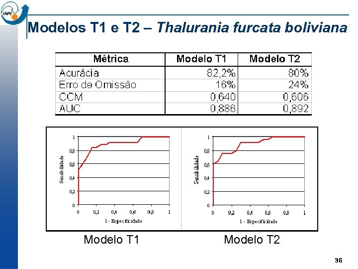 Modelos T 1 e T 2 – Thalurania furcata boliviana Modelo T 1 Modelo