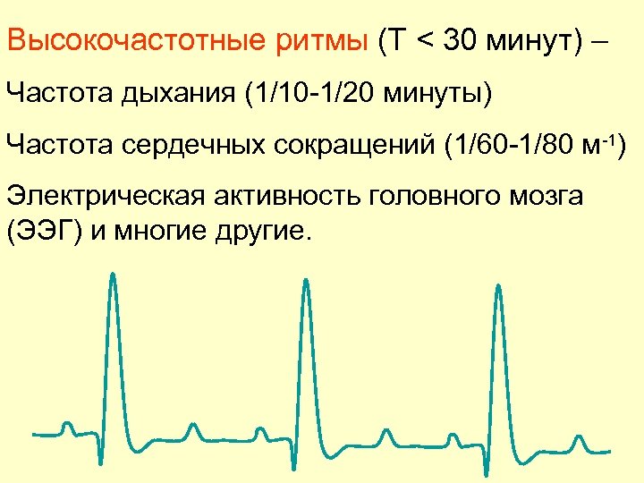 Мин частота. Высокочастотные ритмы. Высокочастотные биоритмы. Среднечастотные биологические ритмы.