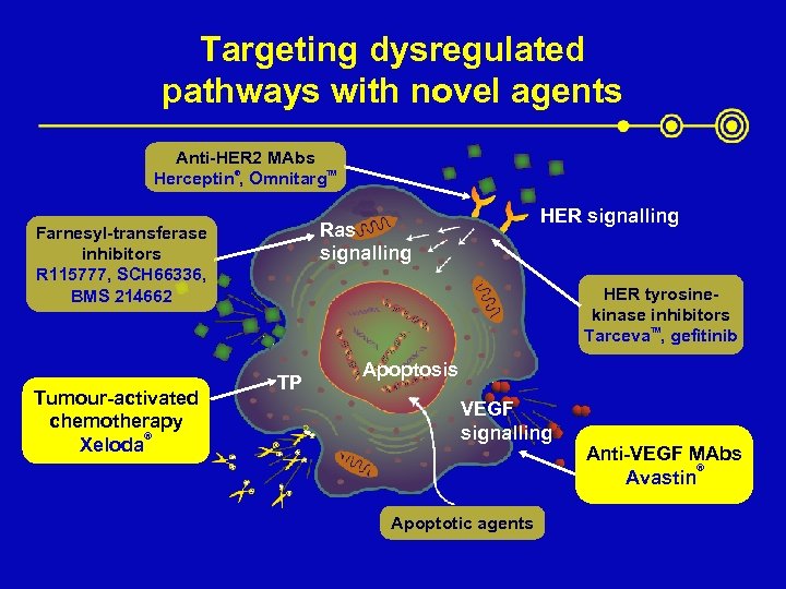 Targeting dysregulated pathways with novel agents Anti-HER 2 MAbs Herceptin®, Omnitarg. TM Tumour-activated chemotherapy