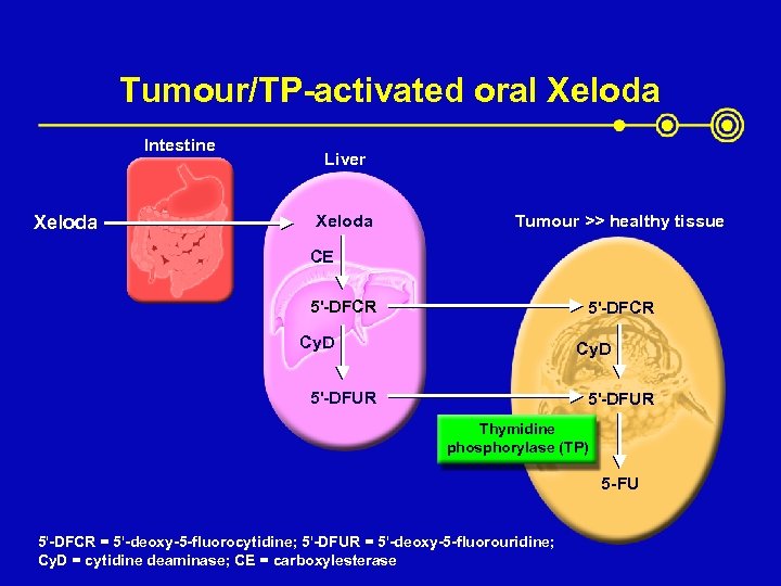 Tumour/TP-activated oral Xeloda Intestine Xeloda Liver Xeloda Tumour >> healthy tissue CE 5'-DFCR Cy.