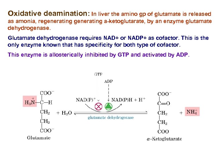Oxidative deamination: In liver the amino gp of glutamate is released as amonia, regenerating