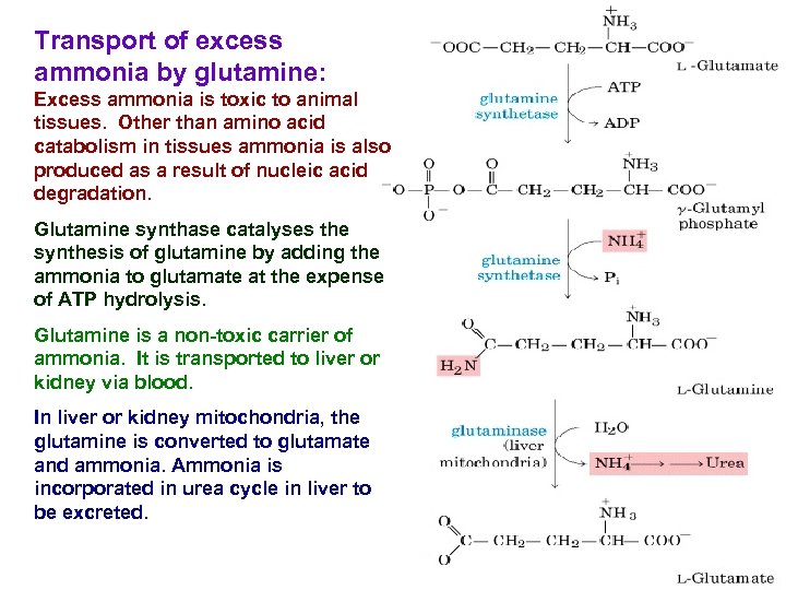 Transport of excess ammonia by glutamine: Excess ammonia is toxic to animal tissues. Other