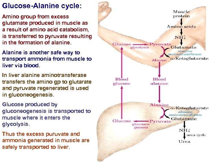 Glucose-Alanine cycle: Amino group from excess glutamate produced in muscle as a result of
