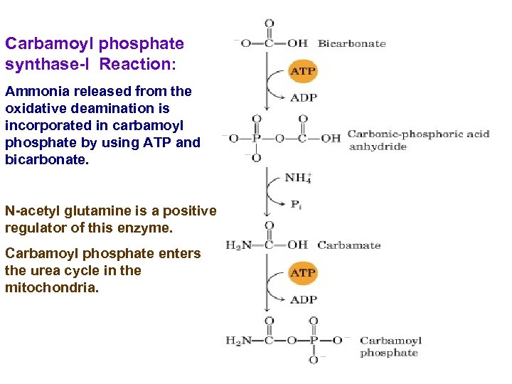 Carbamoyl phosphate synthase-I Reaction: Ammonia released from the oxidative deamination is incorporated in carbamoyl