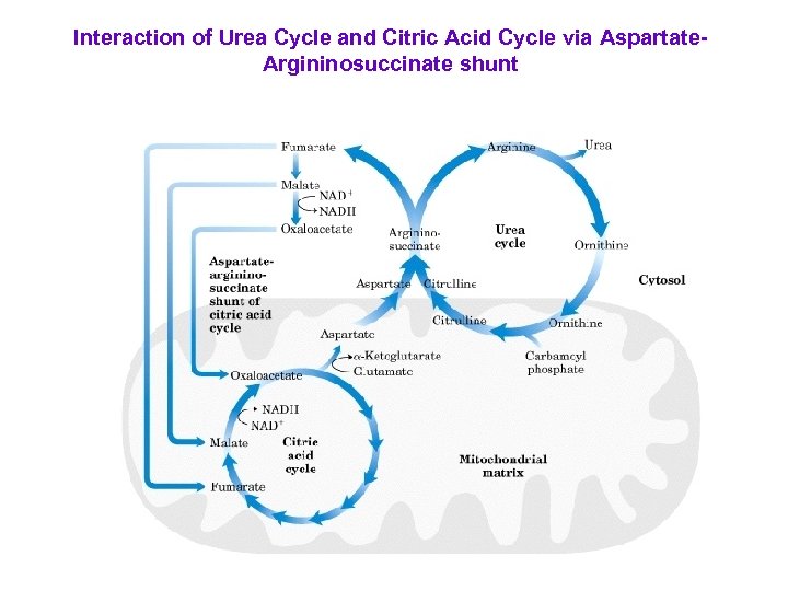 Interaction of Urea Cycle and Citric Acid Cycle via Aspartate. Argininosuccinate shunt 