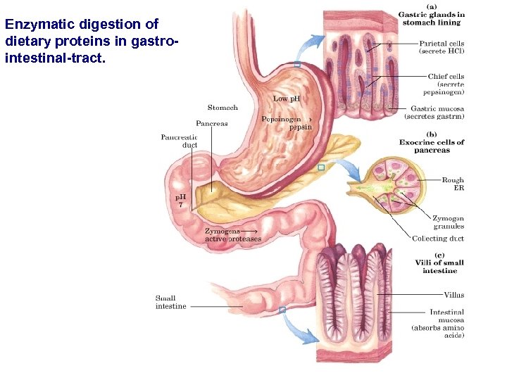 Enzymatic digestion of dietary proteins in gastrointestinal-tract. 
