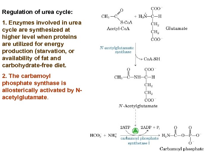Regulation of urea cycle: 1. Enzymes involved in urea cycle are synthesized at higher