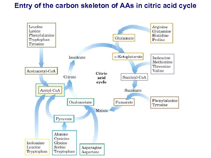 Entry of the carbon skeleton of AAs in citric acid cycle 