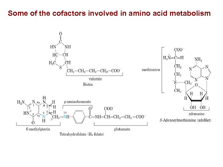 Some of the cofactors involved in amino acid metabolism 
