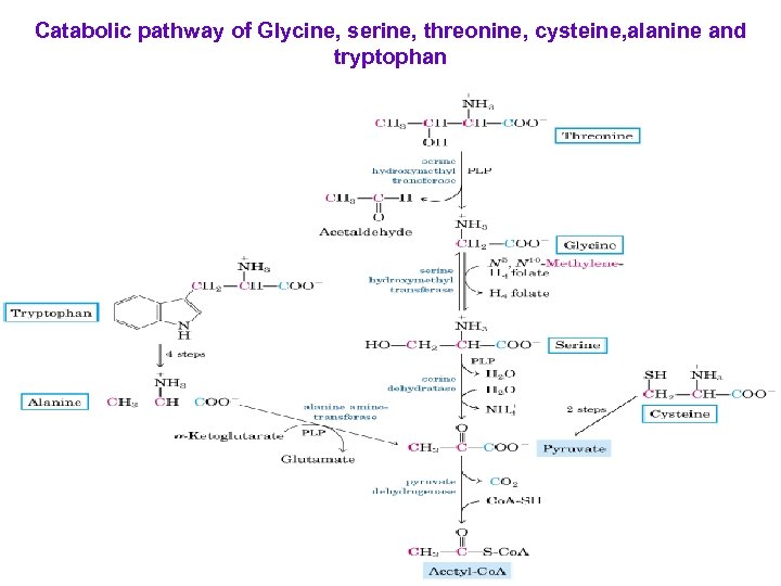 Catabolic pathway of Glycine, serine, threonine, cysteine, alanine and tryptophan 
