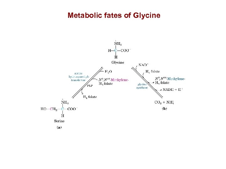 Metabolic fates of Glycine 