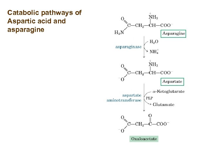 Catabolic pathways of Aspartic acid and asparagine 
