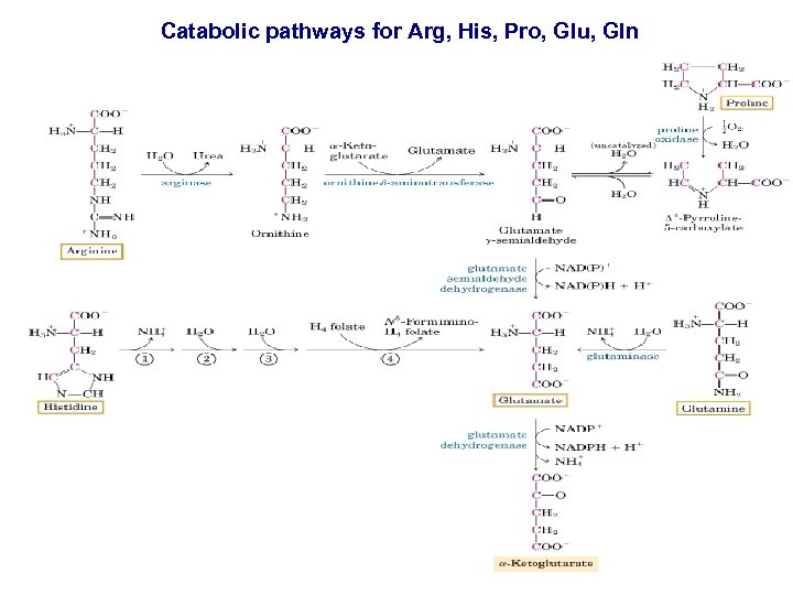 Catabolic pathways for Arg, His, Pro, Glu, Gln 