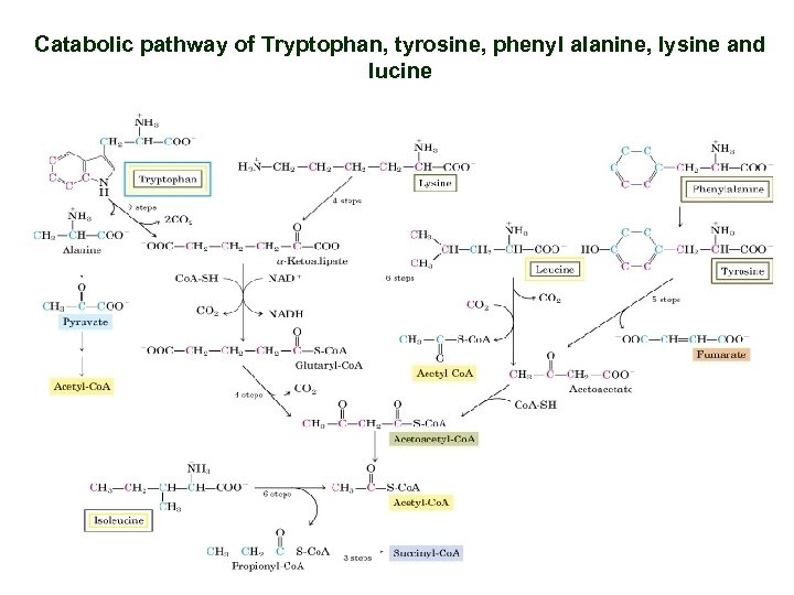 Catabolic pathway of Tryptophan, tyrosine, phenyl alanine, lysine and lucine 