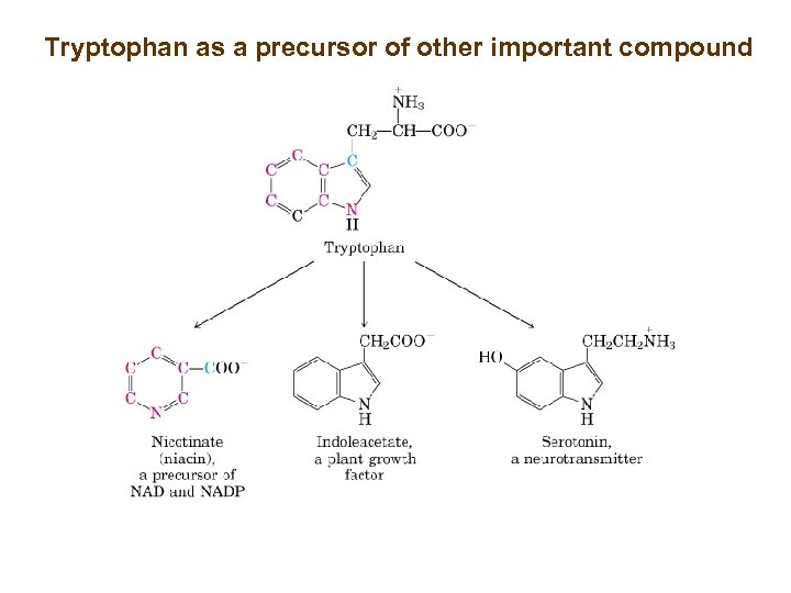 Tryptophan as a precursor of other important compound 