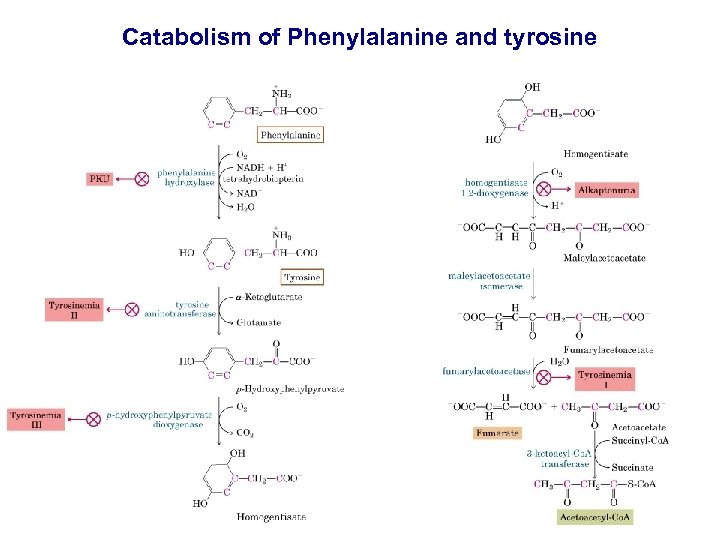 Catabolism of Phenylalanine and tyrosine 