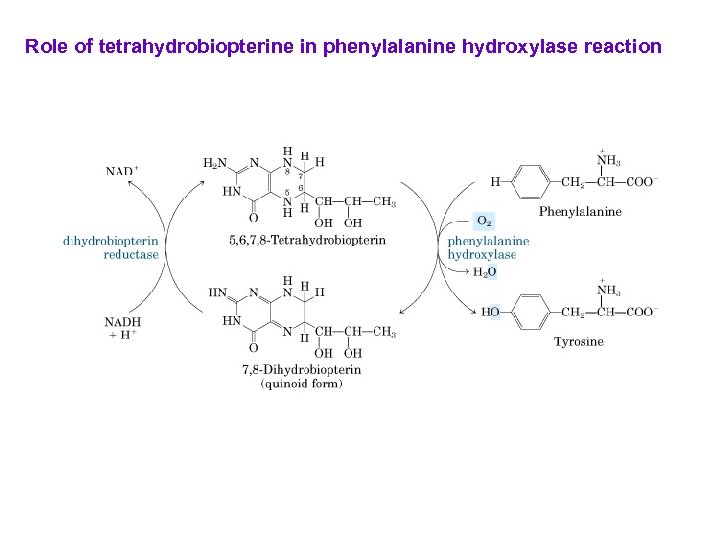Role of tetrahydrobiopterine in phenylalanine hydroxylase reaction 