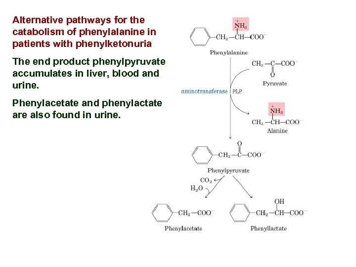 Alternative pathways for the catabolism of phenylalanine in patients with phenylketonuria The end product