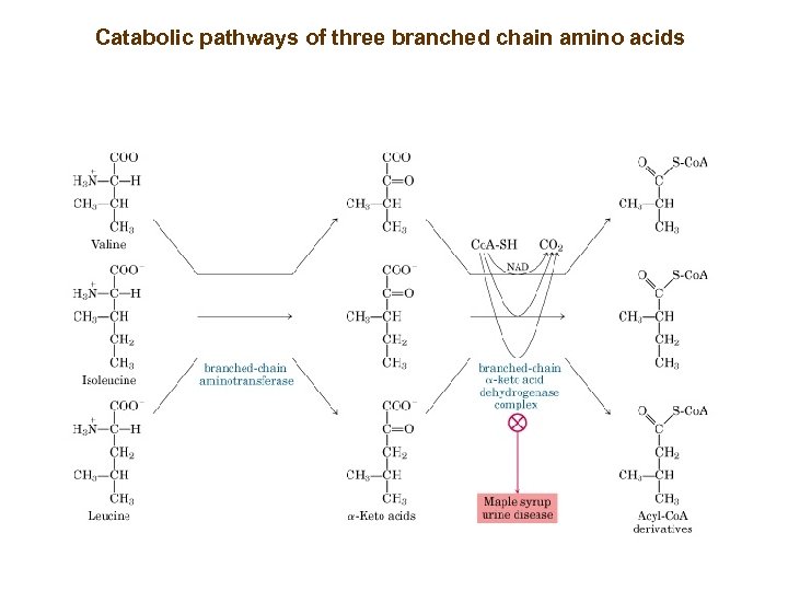 Catabolic pathways of three branched chain amino acids 