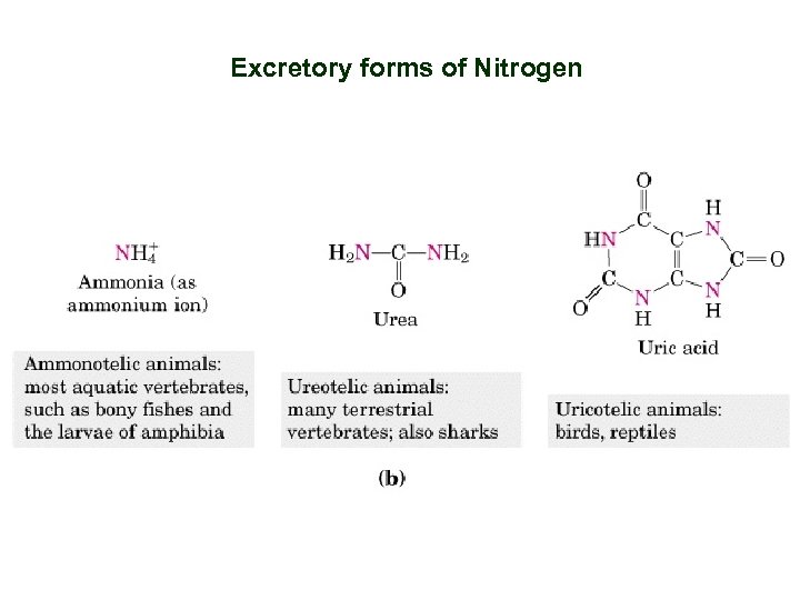 Excretory forms of Nitrogen 