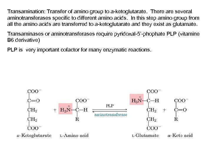 Transamination: Transfer of amino group to a-ketoglutarate. There are several aminotransferases specific to different