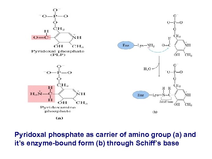 Pyridoxal phosphate as carrier of amino group (a) and it’s enzyme-bound form (b) through