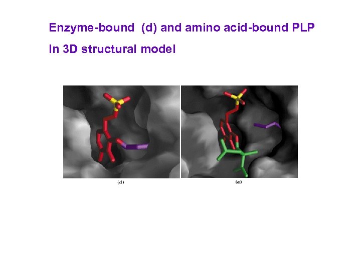 Enzyme-bound (d) and amino acid-bound PLP In 3 D structural model 