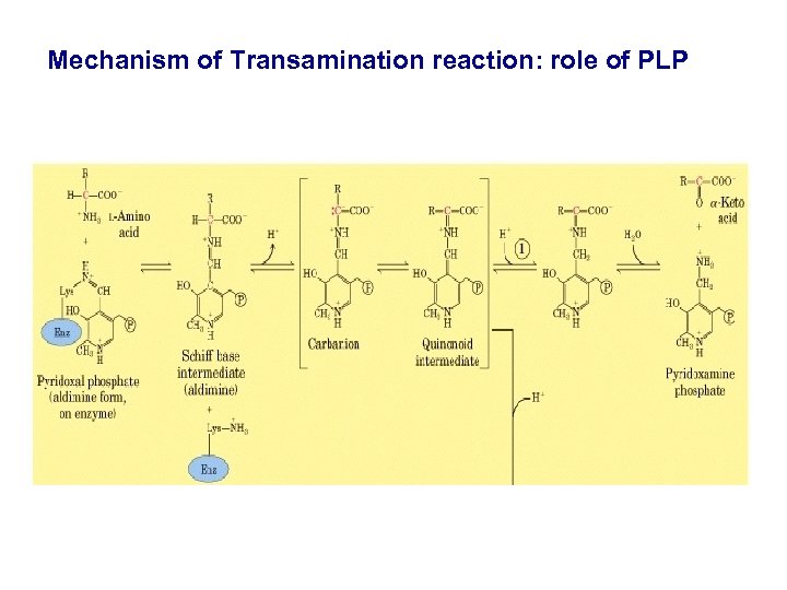 Mechanism of Transamination reaction: role of PLP 