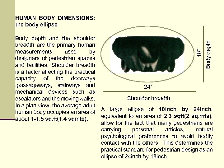 HUMAN BODY DIMENSIONS: the body ellipse Body depth 18” Body depth and the shoulder