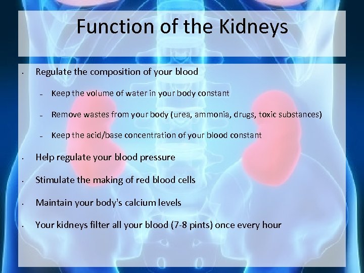 Function of the Kidneys • Regulate the composition of your blood – Keep the