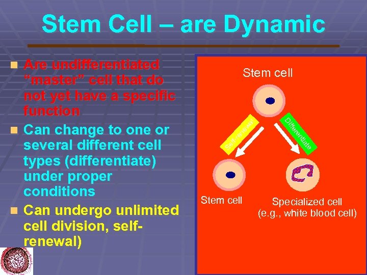 Stem Cell – are Dynamic ew en lfr Se e iat nt re Stem