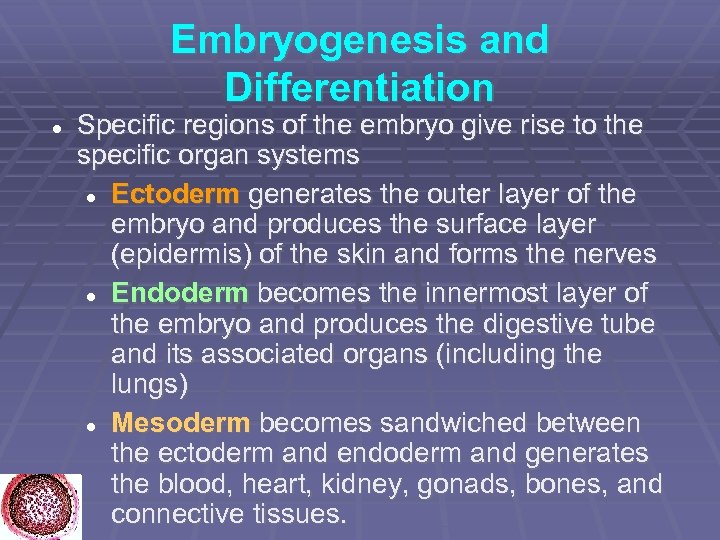 Embryogenesis and Differentiation Specific regions of the embryo give rise to the specific organ