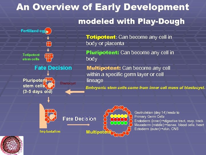 An Overview of Early Development modeled with Play-Dough Fertilized egg Totipotent: Can become any