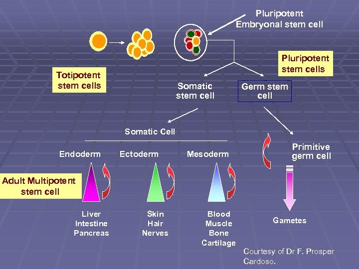 Pluripotent Embryonal stem cell Pluripotent stem cells Totipotent stem cells Somatic stem cell Germ