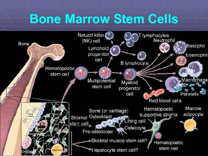 Bone Marrow Stem Cells 