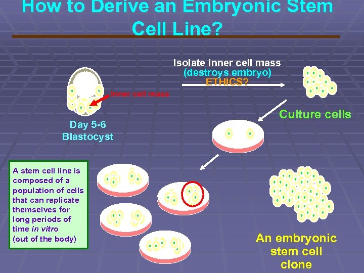 How to Derive an Embryonic Stem Cell Line? Isolate inner cell mass (destroys embryo)