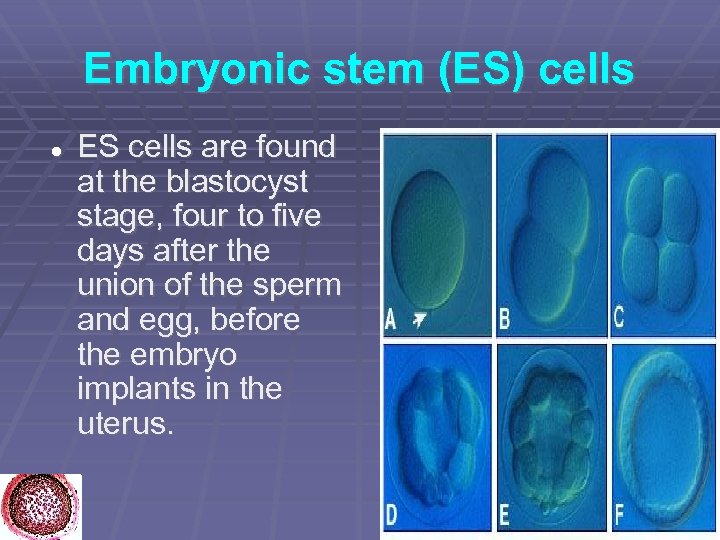 Embryonic stem (ES) cells ES cells are found at the blastocyst stage, four to