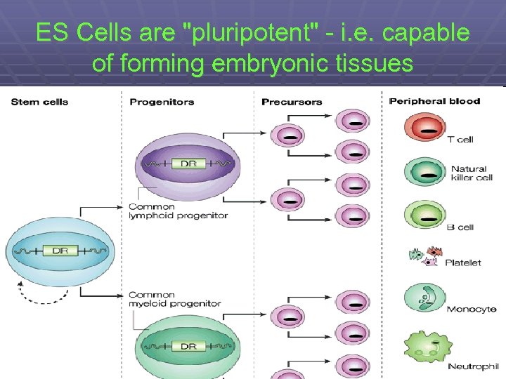 ES Cells are 