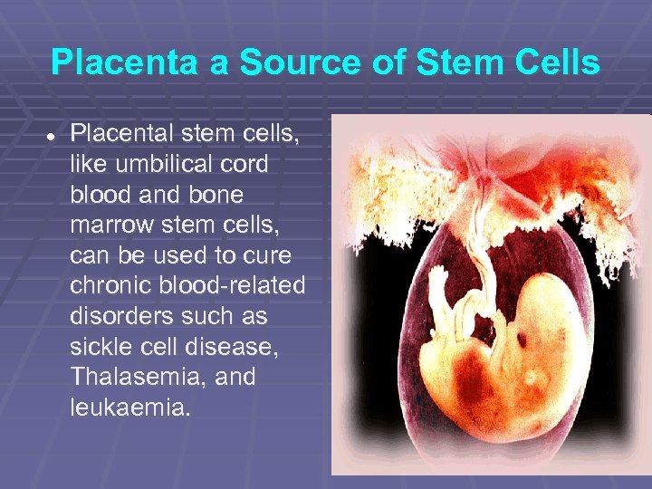 Placenta a Source of Stem Cells Placental stem cells, like umbilical cord blood and
