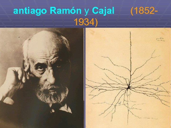 antiago Ramón y Cajal (18521934) 