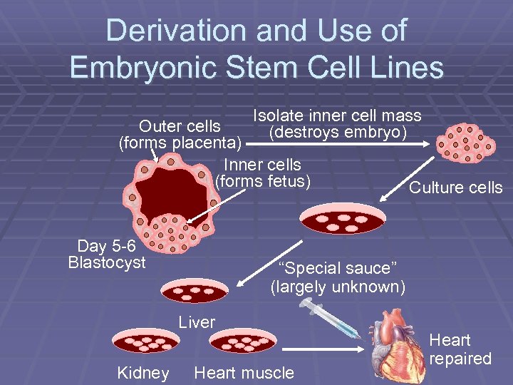 Derivation and Use of Embryonic Stem Cell Lines Isolate inner cell mass (destroys embryo)