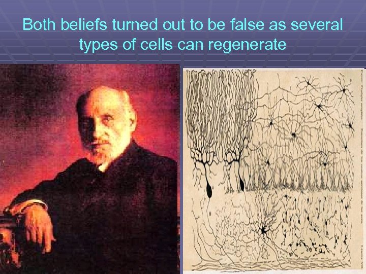 Both beliefs turned out to be false as several types of cells can regenerate