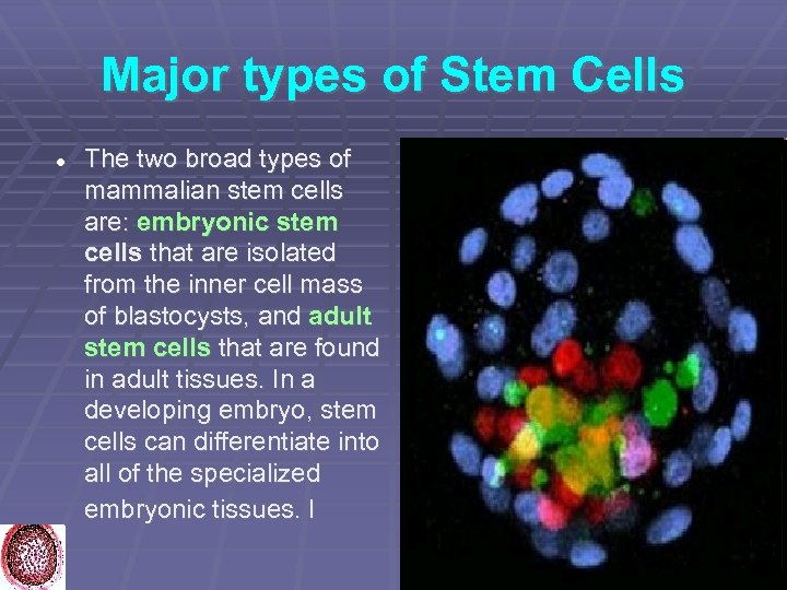Major types of Stem Cells The two broad types of mammalian stem cells are: