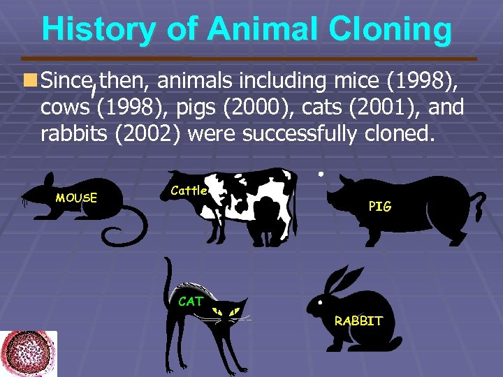 History of Animal Cloning Since then, animals including mice (1998), cows (1998), pigs (2000),
