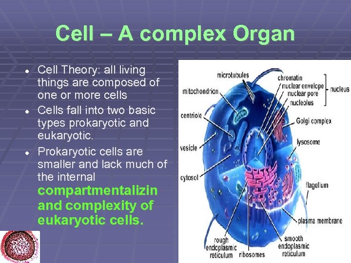 Cell – A complex Organ Cell Theory: all living things are composed of one
