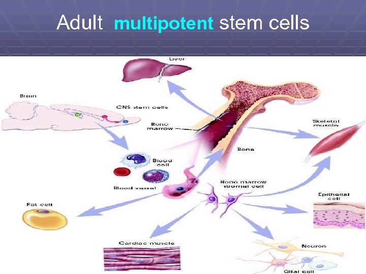 Adult multipotent stem cells 