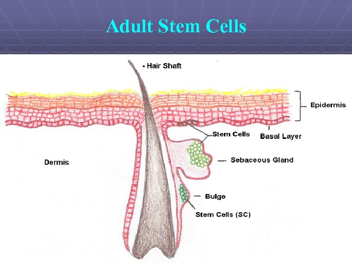 Adult Stem Cells 