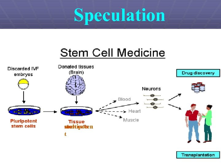 Speculation multipoten t 